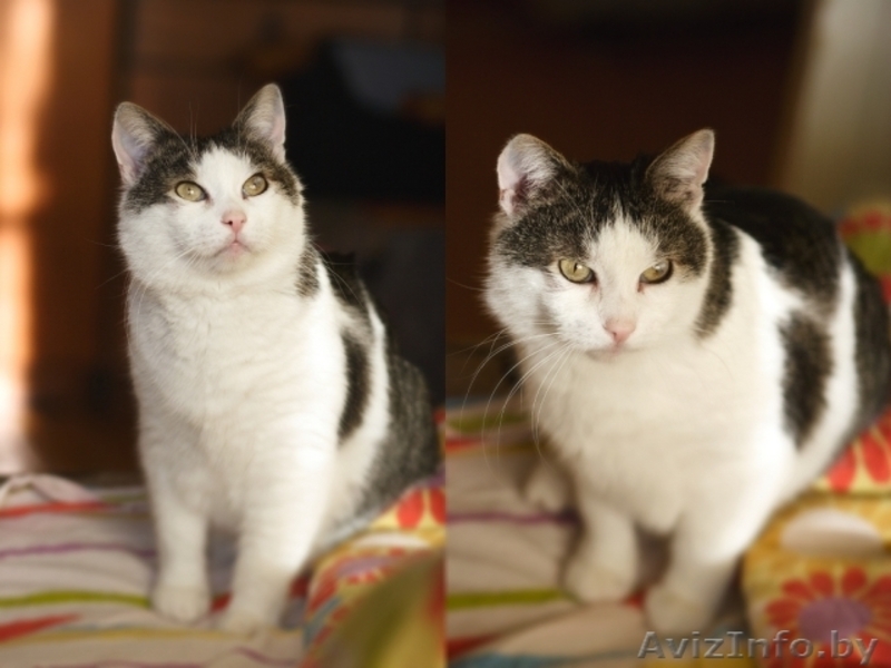 Кот по имени Серафим в дар - Изображение #1, Объявление #863692