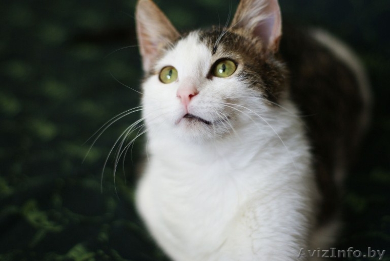 Елисей необыкновенно ласковый пушистый кот в добрые руки. - Изображение #2, Объявление #872042