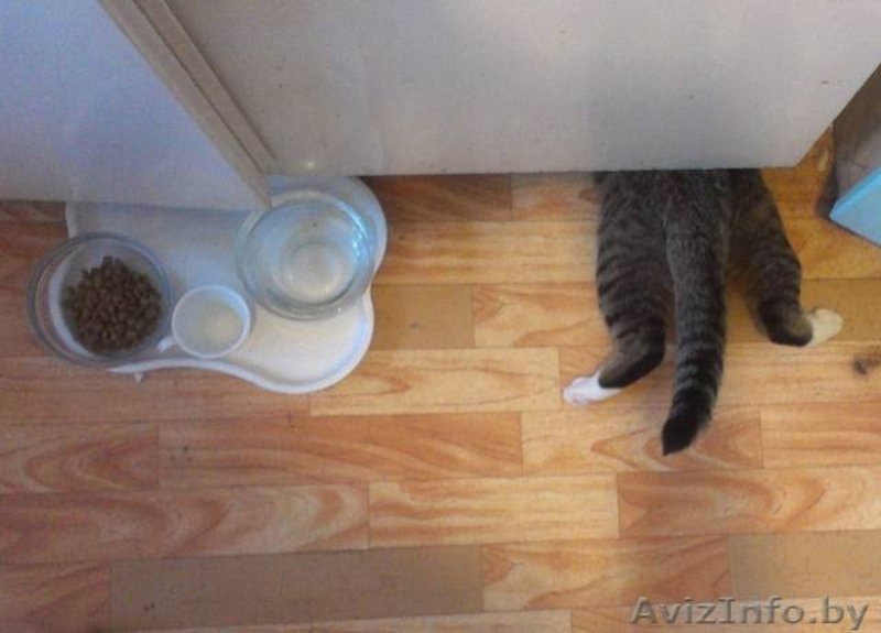 Кошка, которая видит цветные сны... - Изображение #1, Объявление #851320