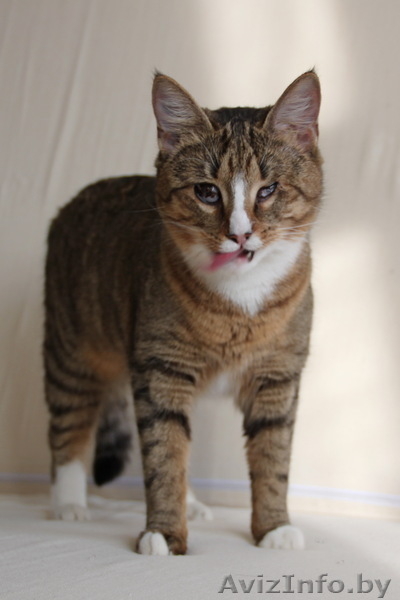 Кошка, которая видит цветные сны... - Изображение #4, Объявление #851320