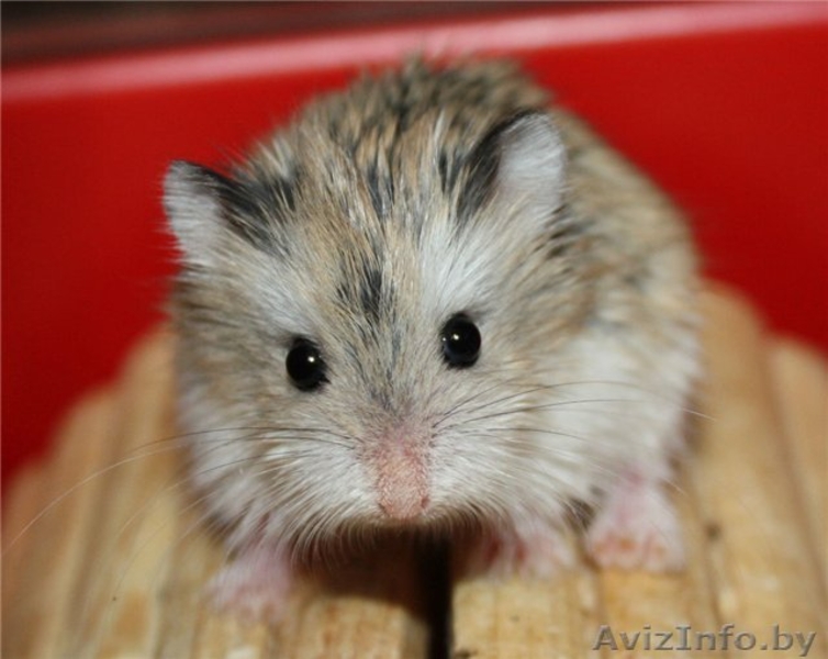 Хомячата Роборовского - Изображение #1, Объявление #862302