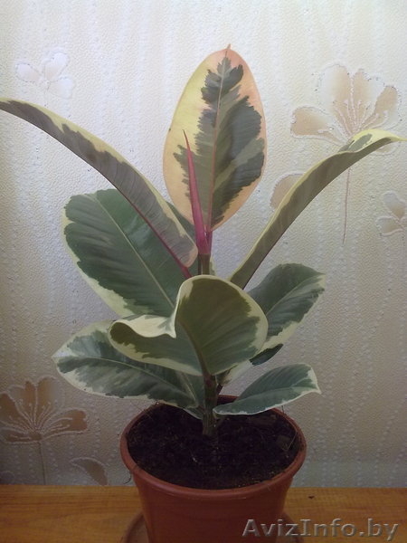 Фикус Tineke. Комнатные растения Минск. - Изображение #2, Объявление #872180