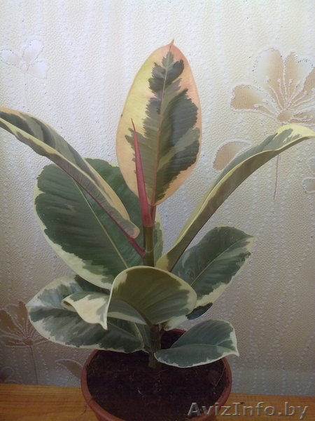 Фикус Tineke. Комнатные растения Минск. - Изображение #3, Объявление #872180