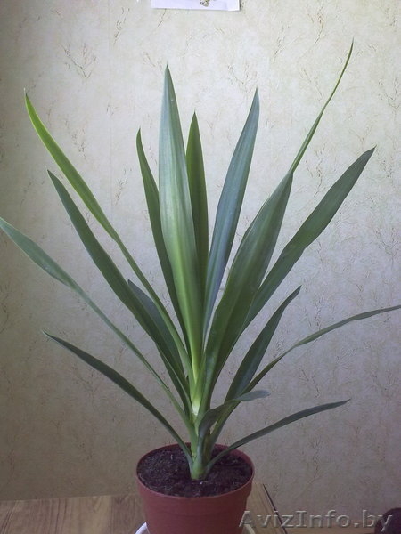 Юкка head green. Комнатные растения Минск. - Изображение #3, Объявление #872185