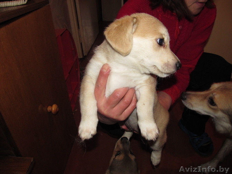  двумесячные щенки в дар - Изображение #1, Объявление #857587