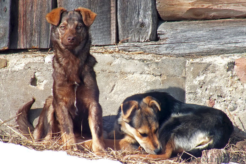 Щенки девочки 7 месяцев в дар!   - Изображение #1, Объявление #861554