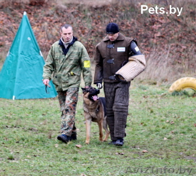 Кобель для вязки - Изображение #4, Объявление #862737