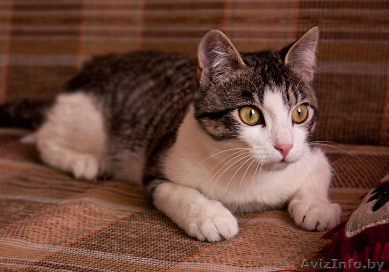 Сержик - тигрово-белое счастье! забавный котёнок в дар! - Изображение #4, Объявление #860630