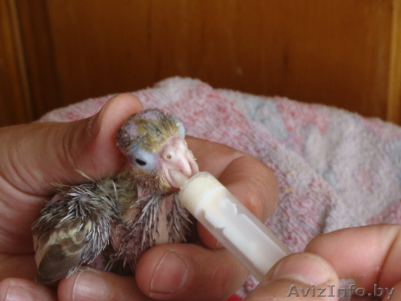 Ручные попугаи корелла - Изображение #3, Объявление #866662