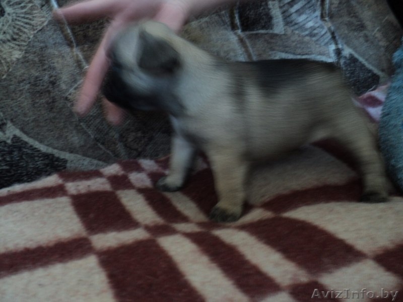 Щеночки французского бульдога - Изображение #2, Объявление #871056