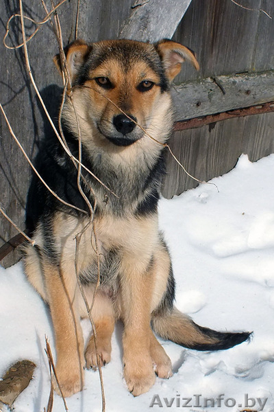 Щенки девочки 7 месяцев в дар!   - Изображение #2, Объявление #861554