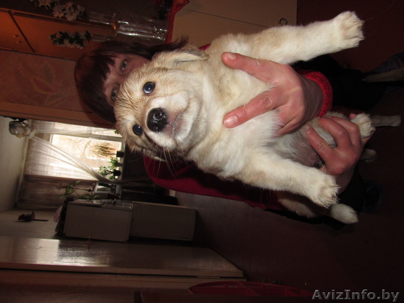  двумесячные щенки в дар - Изображение #3, Объявление #857587