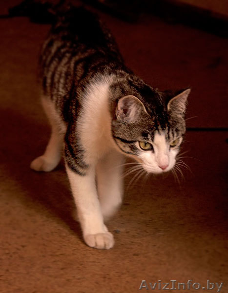 Сержик - тигрово-белое счастье! забавный котёнок в дар! - Изображение #5, Объявление #860630