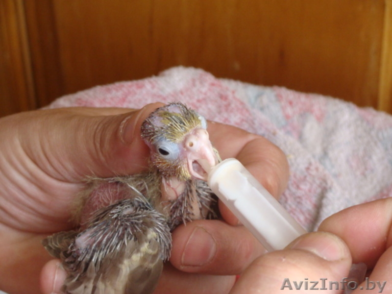 Ручные попугаи корелла - Изображение #4, Объявление #866662