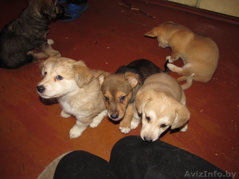  двумесячные щенки в дар - Изображение #4, Объявление #857587