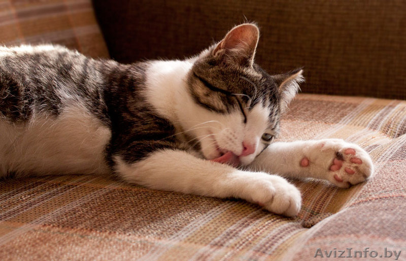 Сержик - тигрово-белое счастье! забавный котёнок в дар! - Изображение #6, Объявление #860630