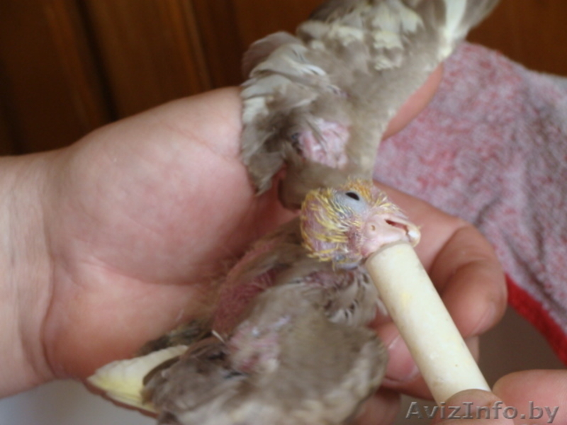 Ручные попугаи корелла - Изображение #5, Объявление #866662