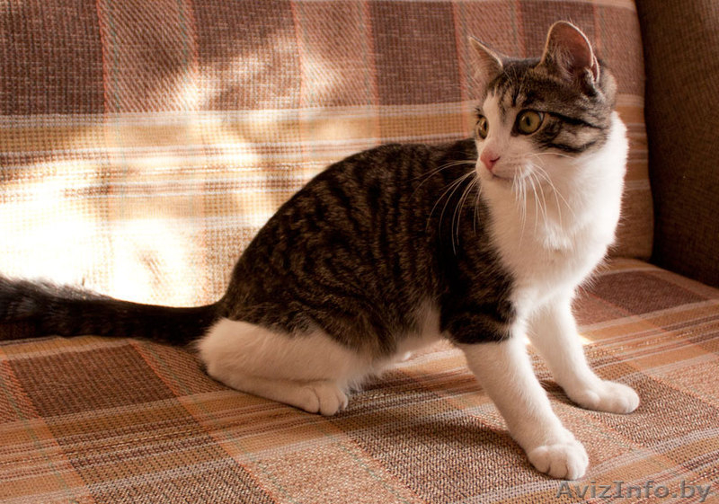 Сержик - тигрово-белое счастье! забавный котёнок в дар! - Изображение #7, Объявление #860630