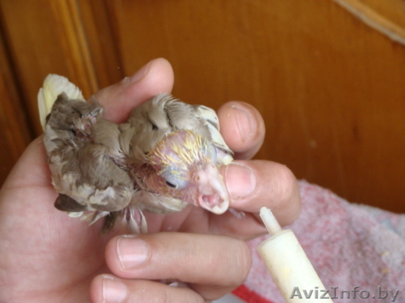 Ручные попугаи корелла - Изображение #6, Объявление #866662