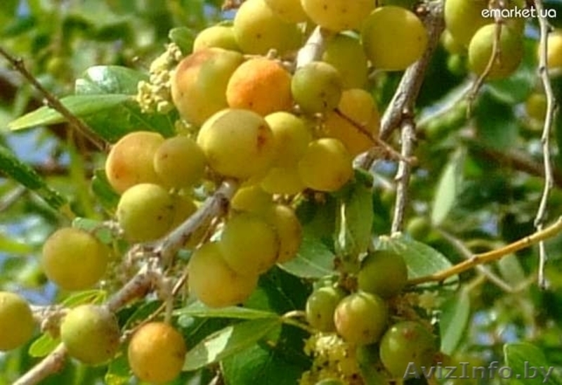 Зизифус - Унаби - Китайский морозостойкий финик  - Изображение #3, Объявление #864332