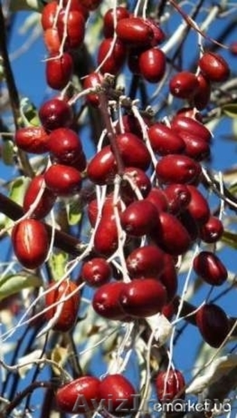 Зизифус - Унаби - Китайский морозостойкий финик  - Изображение #4, Объявление #864332