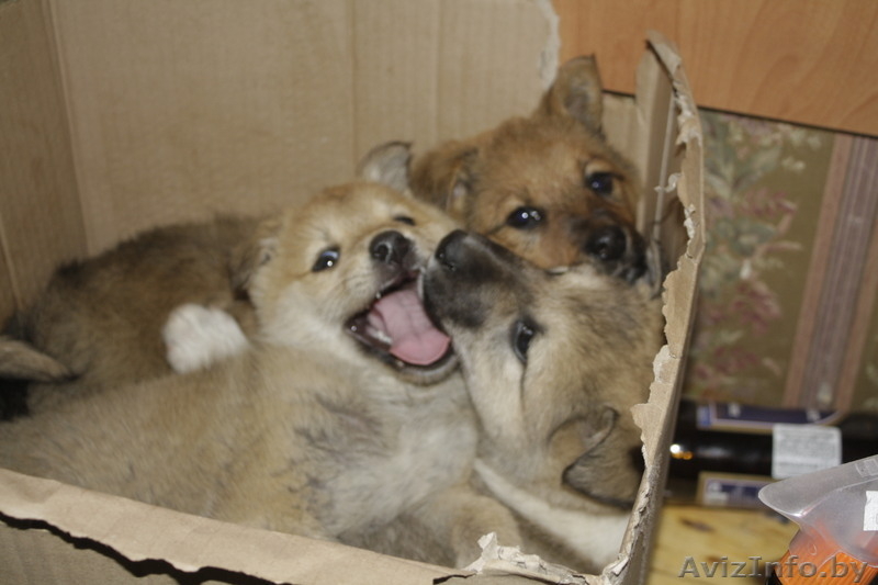 щенки в дар!!!!  - Изображение #6, Объявление #858580