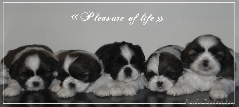 щенки ши тцу с шоу перспективой - Изображение #1, Объявление #866245