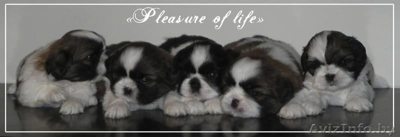 щенки ши тцу с шоу перспективой - Изображение #2, Объявление #866245