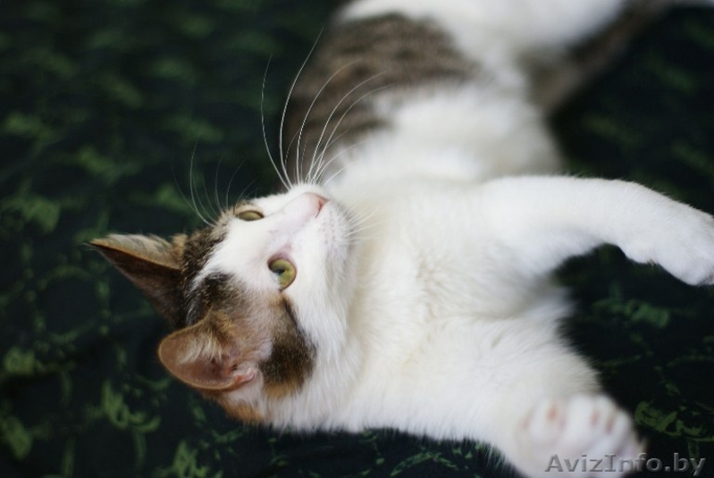 Елисей необыкновенно ласковый пушистый кот в добрые руки. - Изображение #4, Объявление #872042