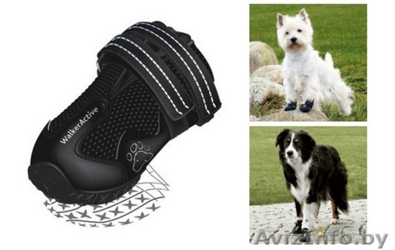 Амуниция, аксессуары, игрушки для собак - Изображение #5, Объявление #865466