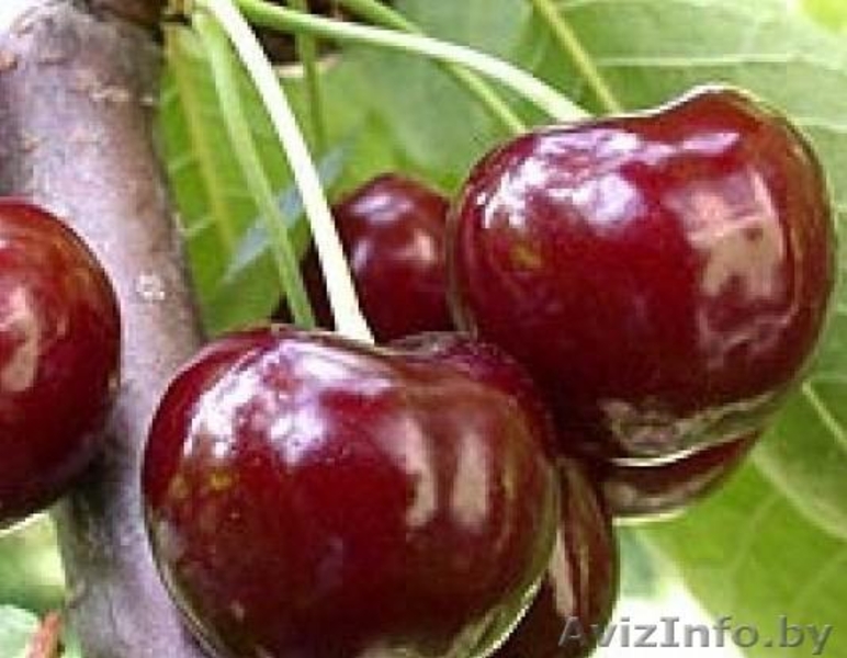 ПРОДАЖА САЖЕНЦЕВ ПЛОДОВO- ЯГОДНЫХ КУЛЬТУР. - Изображение #6, Объявление #862017