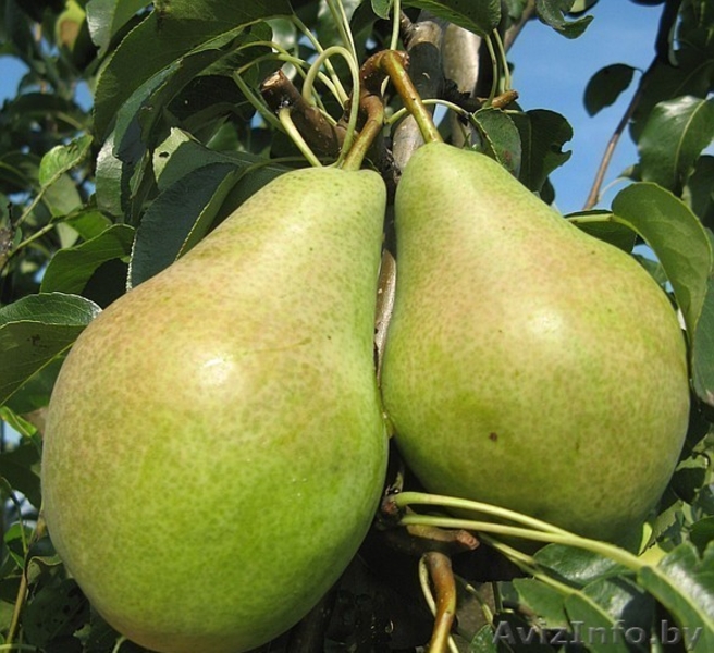 ПРОДАЖА САЖЕНЦЕВ ПЛОДОВO- ЯГОДНЫХ КУЛЬТУР. - Изображение #5, Объявление #862017