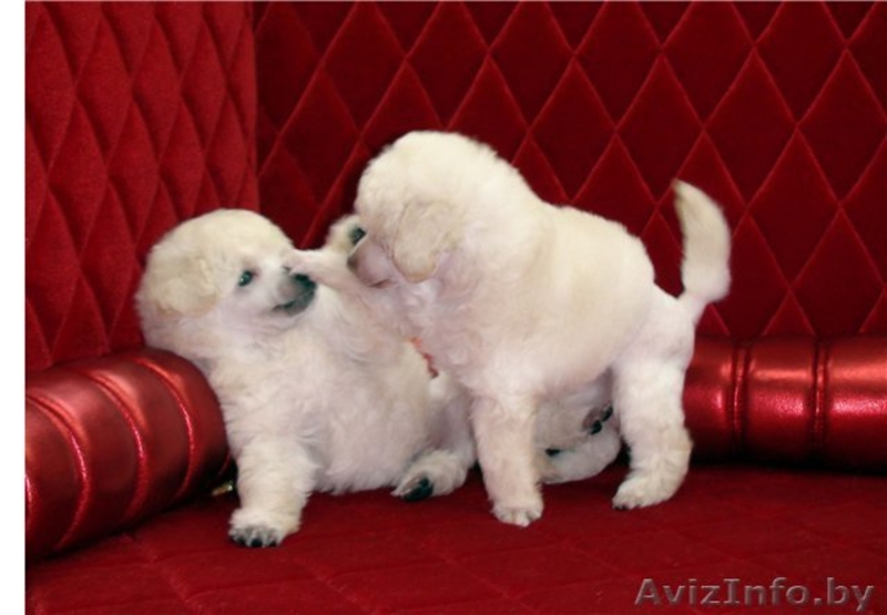 Лукавые глазки, темный носик - Пудель - это Ваша собака - Изображение #4, Объявление #859364