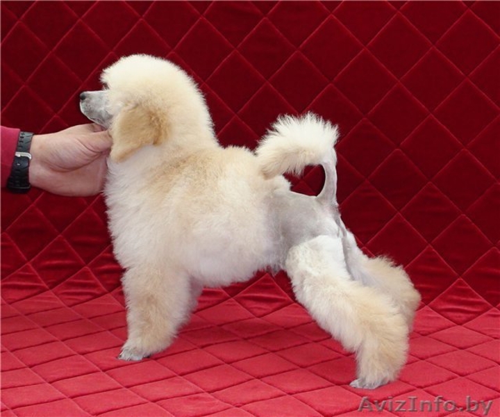 Лукавые глазки, темный носик - Пудель - это Ваша собака - Изображение #3, Объявление #859364