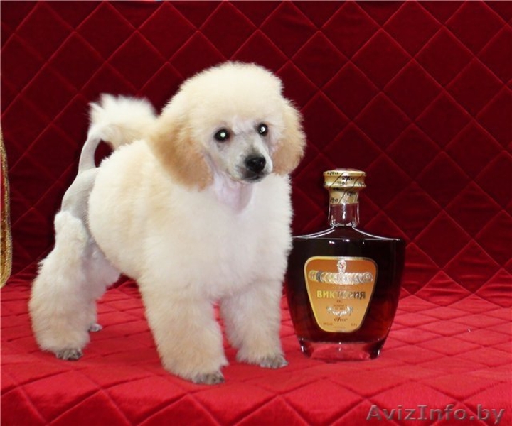 Лукавые глазки, темный носик - Пудель - это Ваша собака - Изображение #2, Объявление #859364