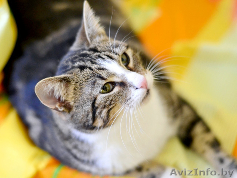 Мармур - кот редкого мраморного окраса в дар! - Изображение #4, Объявление #851773