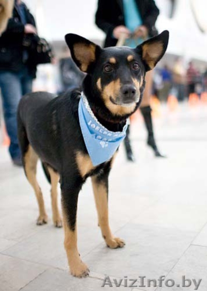 Джина- замечательная собачка в дар! - Изображение #2, Объявление #863876