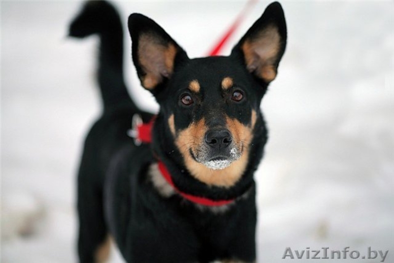 Джина- замечательная собачка в дар! - Изображение #1, Объявление #863876