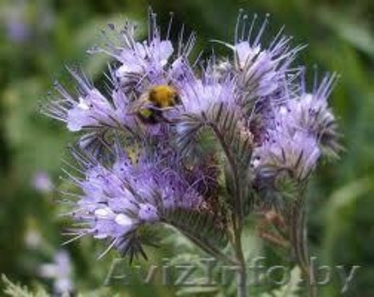 Семена трав: газонные травы, редька масличная, горчица, люпин и др. - Изображение #6, Объявление #660196