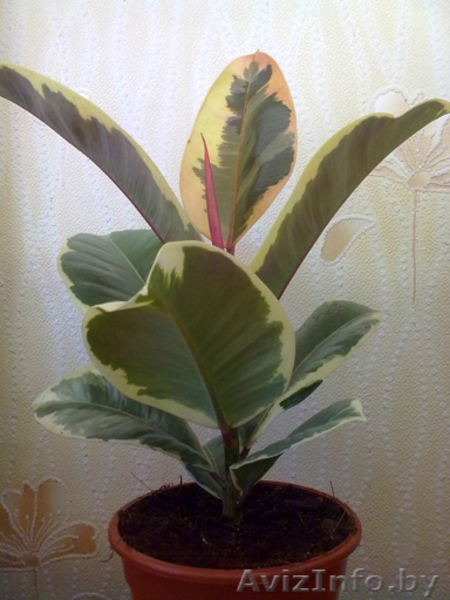 Фикус Tineke. Комнатные растения Минск. - Изображение #1, Объявление #872180