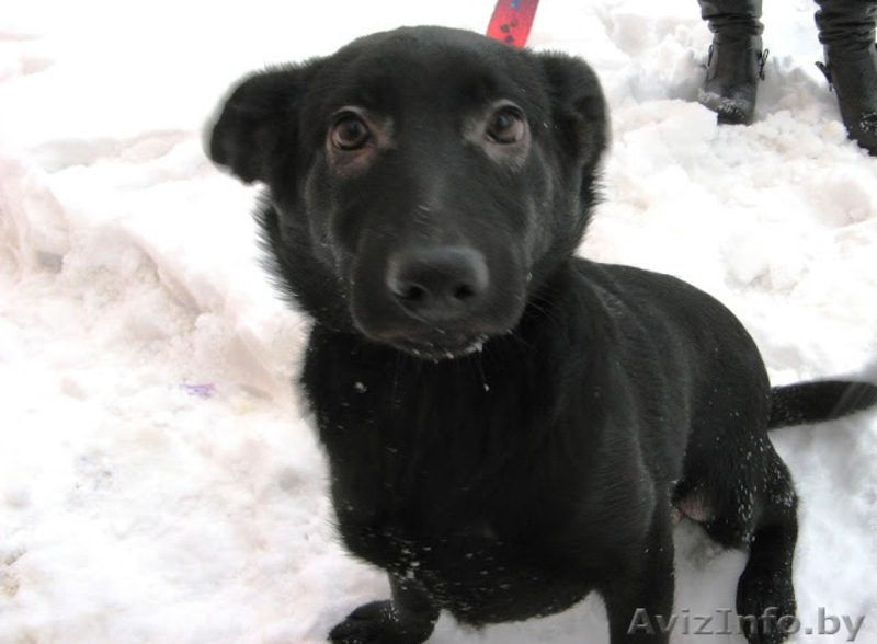 Замечательные псы в добрые руки. - Изображение #4, Объявление #872041