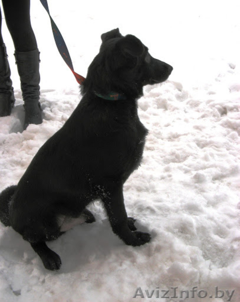 Замечательные псы в добрые руки. - Изображение #3, Объявление #872041