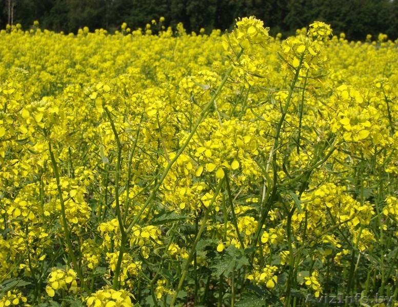 Семена трав: газонные травы, редька масличная, горчица, люпин и др. - Изображение #3, Объявление #660196
