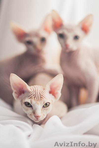 котятки канадского сфинкса - Изображение #2, Объявление #871267