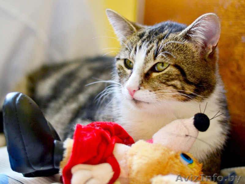 Мармур - кот редкого мраморного окраса в дар! - Изображение #1, Объявление #851773