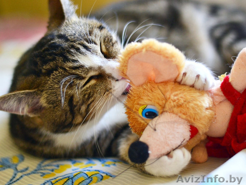 Мармур - кот редкого мраморного окраса в дар! - Изображение #5, Объявление #851773