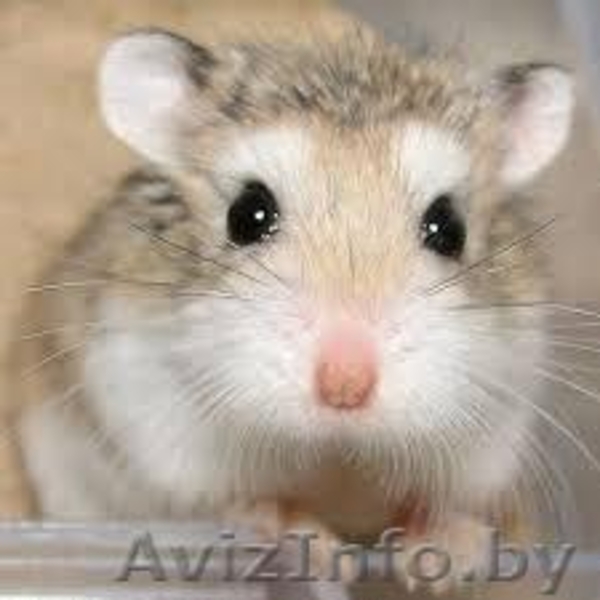 Хомячата Роборовского - Изображение #3, Объявление #862302