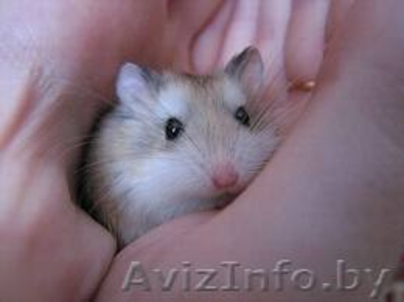 Хомячата Роборовского - Изображение #4, Объявление #862302