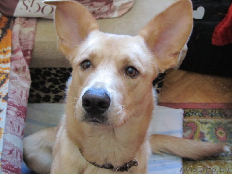 Статный кобель ищет дом - Изображение #2, Объявление #852722