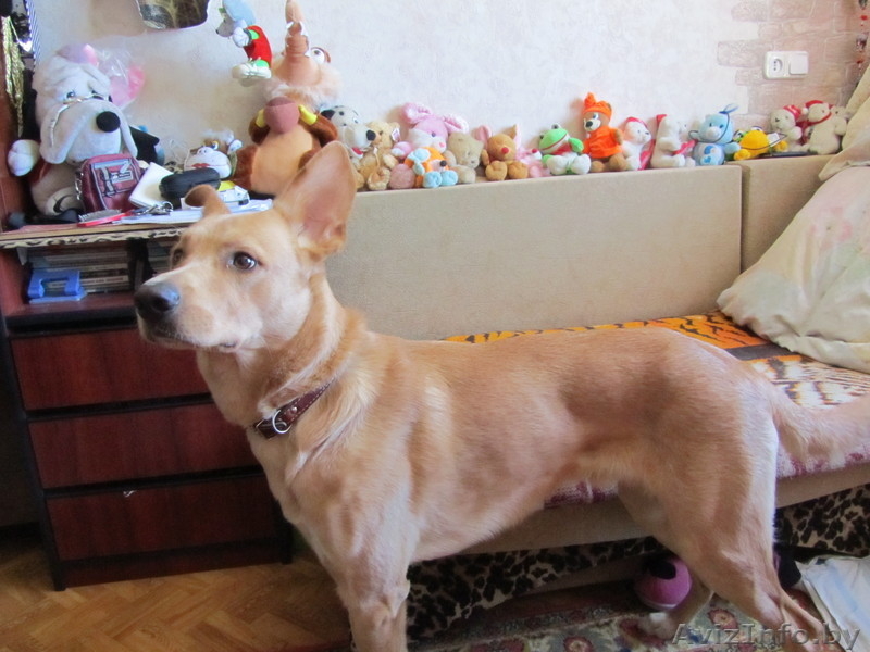 Статный кобель ищет дом - Изображение #4, Объявление #852722